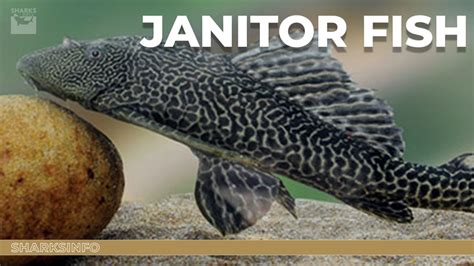 Characteristics of Janitor Fish .